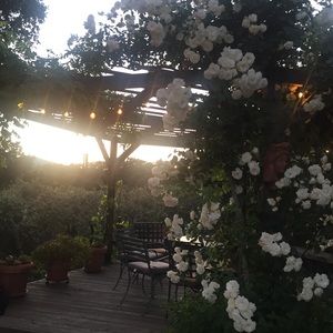 Meet your Posher, Leo